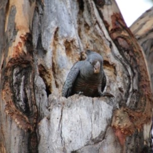 Callocephalon fimbriatum at Hughes, ACT - 29 Dec 2020