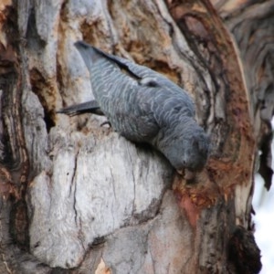 Callocephalon fimbriatum at Hughes, ACT - 29 Dec 2020