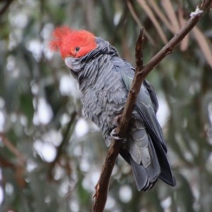 Callocephalon fimbriatum at Hughes, ACT - 29 Dec 2020