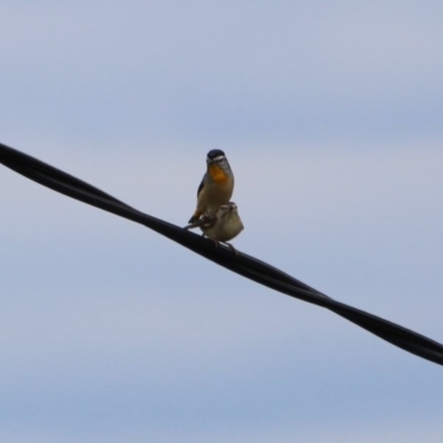 Pardalotus punctatus (Spotted Pardalote) at Hughes, ACT - 29 Dec 2020 by LisaH