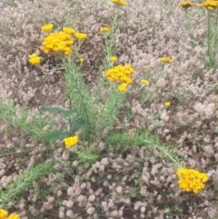 Chrysocephalum semipapposum (Clustered Everlasting) at Peak View, NSW - 29 Dec 2020 by Hank