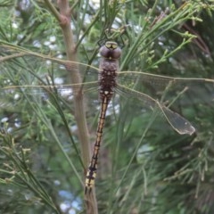 Anax papuensis (Australian Emperor) at Tuggeranong Hill - 29 Dec 2020 by owenh