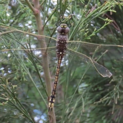 Anax papuensis (Australian Emperor) at Tuggeranong Hill - 29 Dec 2020 by owenh