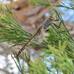 Anax papuensis at Theodore, ACT - 29 Dec 2020 02:33 PM