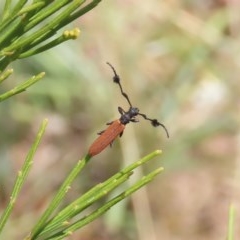 Tropis paradoxa (Longicorn beetle) at Theodore, ACT - 29 Dec 2020 by owenh