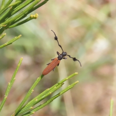 Tropis paradoxa (Longicorn beetle) at Tuggeranong Hill - 29 Dec 2020 by owenh