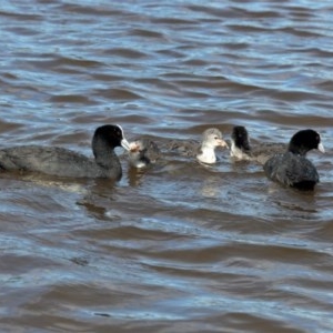 Fulica atra at Forde, ACT - 29 Dec 2020