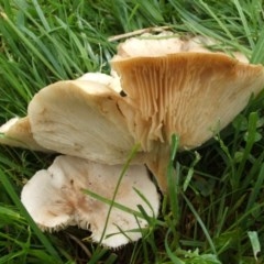 Unidentified Cup or disk - with no 'eggs' at Nangus, NSW - 26 Sep 2005 by abread111