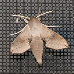 Hippotion scrofa (Coprosma Hawk Moth) at Higgins, ACT - 27 Dec 2020 by AlisonMilton