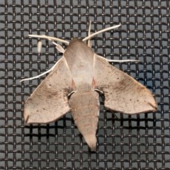 Hippotion scrofa (Coprosma Hawk Moth) at Higgins, ACT - 28 Dec 2020 by AlisonMilton