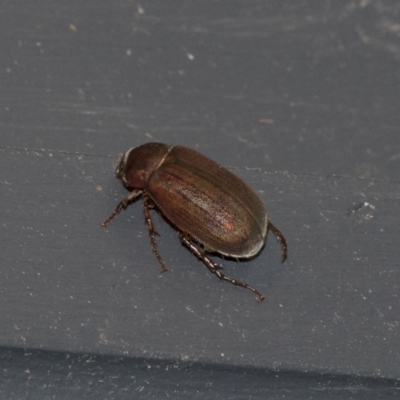 Sericesthis nigrolineata (Dusky pasture scarab) at Higgins, ACT - 27 Dec 2020 by AlisonMilton