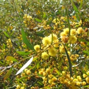 Acacia verniciflua at Nangus, NSW - 30 Sep 2005