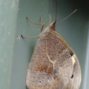 Heteronympha merope at Hughes, ACT - 29 Dec 2020 03:51 PM