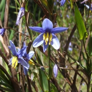 Stypandra glauca at Nangus, NSW - 30 Sep 2005