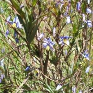 Stypandra glauca at Nangus, NSW - 30 Sep 2005