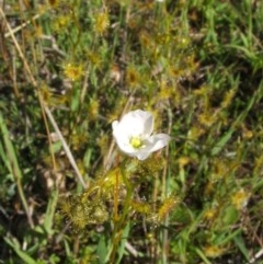 Drosera gunniana (Pale Sundew) at Nangus, NSW - 30 Sep 2005 by abread111