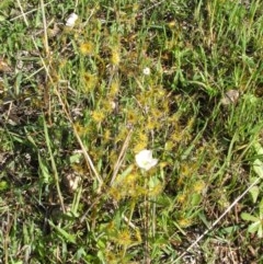 Drosera gunniana at Nangus, NSW - 30 Sep 2005 03:49 PM