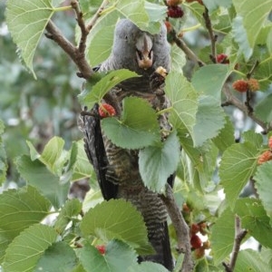 Callocephalon fimbriatum at Hughes, ACT - suppressed