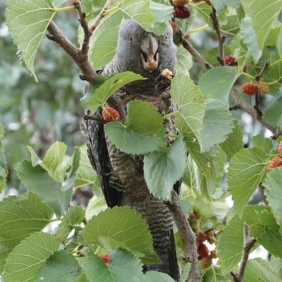 Callocephalon fimbriatum (Gang-gang Cockatoo) at Hughes, ACT - 29 Dec 2020 by JackyF