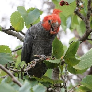 Callocephalon fimbriatum at Hughes, ACT - 29 Dec 2020