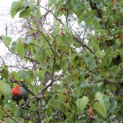 Callocephalon fimbriatum at Hughes, ACT - 29 Dec 2020