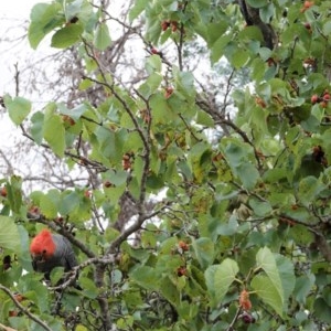 Callocephalon fimbriatum at Hughes, ACT - suppressed