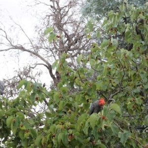 Callocephalon fimbriatum at Hughes, ACT - suppressed