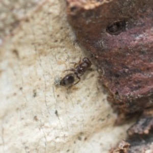 Pteromalidae (family) at Higgins, ACT - 29 Dec 2020 11:57 AM