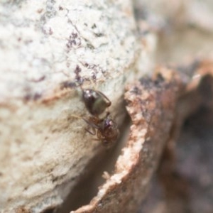 Pteromalidae (family) at Higgins, ACT - 29 Dec 2020 11:57 AM