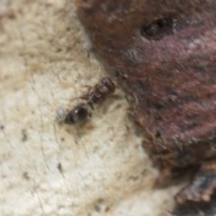 Pteromalidae (family) at Higgins, ACT - 29 Dec 2020 11:57 AM