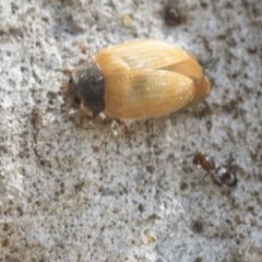 Pteromalidae (family) at Higgins, ACT - 29 Dec 2020