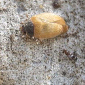 Pteromalidae (family) at Higgins, ACT - 29 Dec 2020 11:57 AM