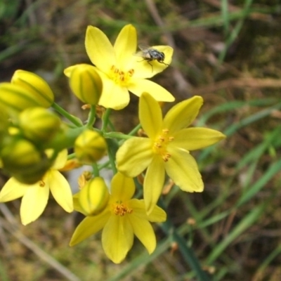 Bulbine glauca (Rock Lily) at Jones Creek, NSW - 24 Oct 2005 by abread111