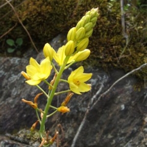 Bulbine glauca at Jones Creek, NSW - 24 Oct 2005