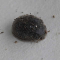 Coccinellidae (family) (Unidentified lady beetle) at Higgins, ACT - 29 Dec 2020 by AlisonMilton