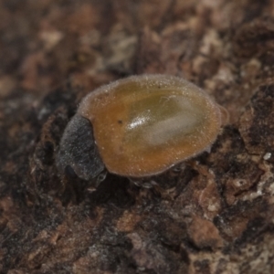 Coccinellidae (family) at Higgins, ACT - 29 Dec 2020 11:51 AM