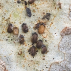 Coccinellidae (family) at Higgins, ACT - 29 Dec 2020 11:51 AM