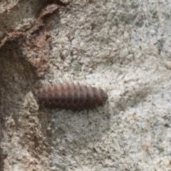 Coccinellidae (family) at Higgins, ACT - 29 Dec 2020 11:51 AM