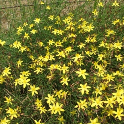 Tricoryne elatior (Yellow Rush Lily) at Nangus, NSW - 25 Nov 2005 by abread111