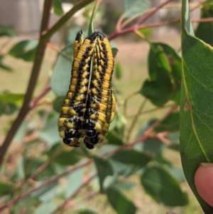 Pergidae sp. (family) at Deakin, ACT - 28 Dec 2020