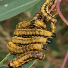 Pergidae sp. (family) (Unidentified Sawfly) at Hughes, ACT - 28 Dec 2020 by JackyF