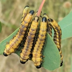 Pergidae sp. (family) at Hughes, ACT - 28 Dec 2020