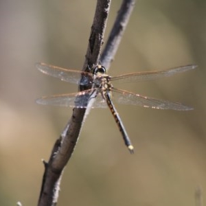 Hemicordulia tau at Downer, ACT - 28 Dec 2020 10:22 AM