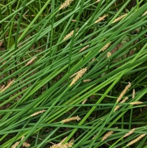 Eleocharis acuta at Hughes, ACT - 28 Dec 2020