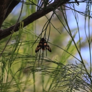 Amata (genus) at Black Mountain - 28 Dec 2020 11:02 AM