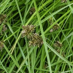 Cyperus sanguinolentus (A Sedge) at Hughes, ACT - 28 Dec 2020 by JackyF