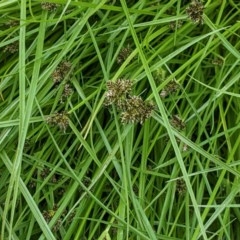 Cyperus sanguinolentus at Hughes, ACT - 28 Dec 2020