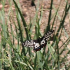 Papilio anactus (Dainty Swallowtail) at Black Mountain - 28 Dec 2020 by Rixon