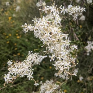 Bursaria spinosa subsp. lasiophylla at Hughes, ACT - 28 Dec 2020