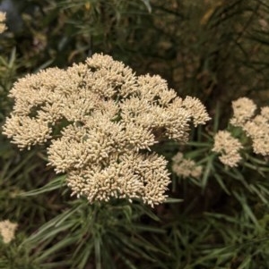 Cassinia longifolia at Hughes, ACT - 28 Dec 2020 12:05 PM